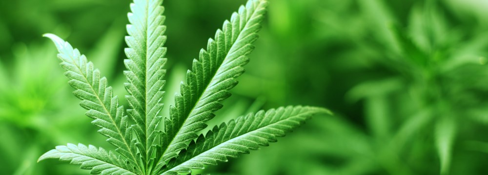 Cannabis Plant