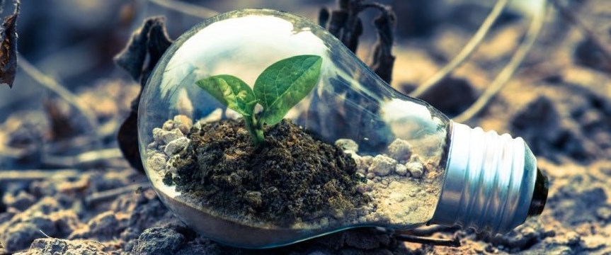 Sprout growing in a light bulb